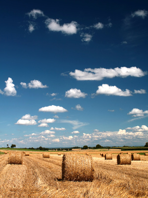 Landwirtschaftliche Fl&auml;che
